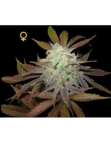 DNA GENETICS - Purple LA - 1