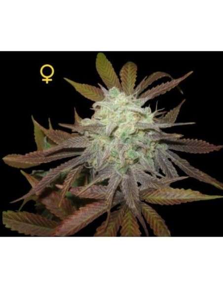 DNA GENETICS - Purple LA - 1