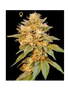 DNA GENETICS - SnowLAnd - 1