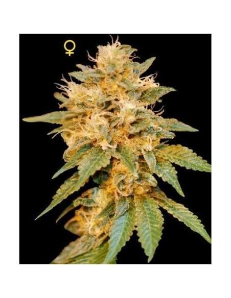 DNA GENETICS - SnowLAnd - 1