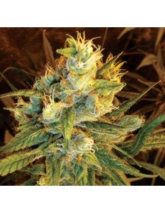 DNA GENETICS - Sweet Haze - 1