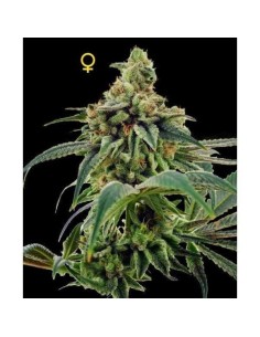 DNA GENETICS - Training Day - 1