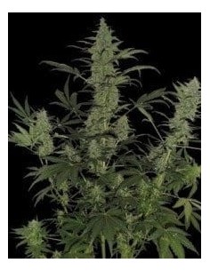 DNA GENETICS - 60 Day Lemon - 1