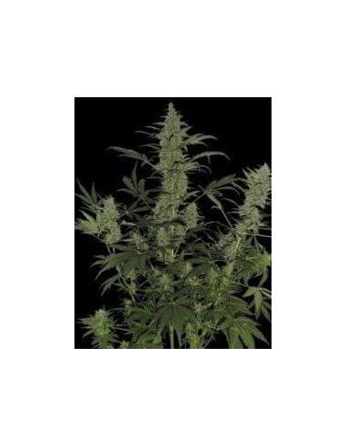 DNA GENETICS - 60 Day Lemon - 1