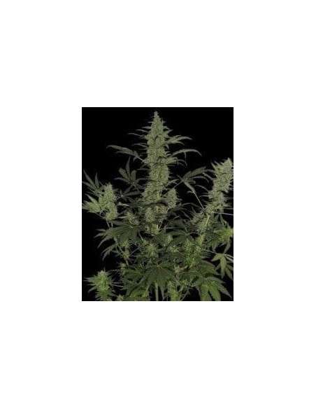 DNA GENETICS - 60 Day Lemon - 1