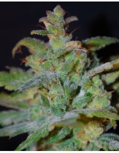 FEMALE SEEDS - Auto AK - 1