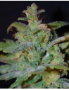 FEMALE SEEDS - Auto AK - 1