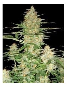 DNA GENETICS - 60 Day Wonder - 1
