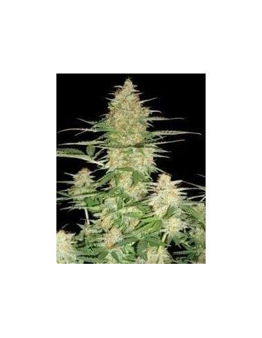 DNA GENETICS - 60 Day Wonder - 1