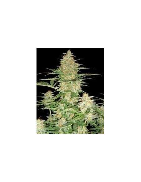 DNA GENETICS - 60 Day Wonder - 1