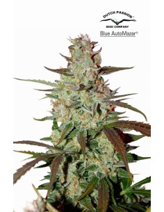 DUTCH PASSION - Blue Auto Mazar - 1