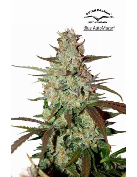 DUTCH PASSION - Blue Auto Mazar - 1