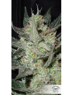DUTCH PASSION - Blue Auto Mazar - 1 2