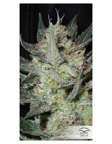 DUTCH PASSION - Blue Auto Mazar - 2