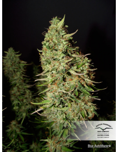 DUTCH PASSION - Blue Auto Mazar - 3