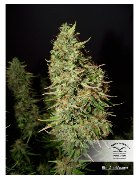 DUTCH PASSION - Blue Auto Mazar - 3