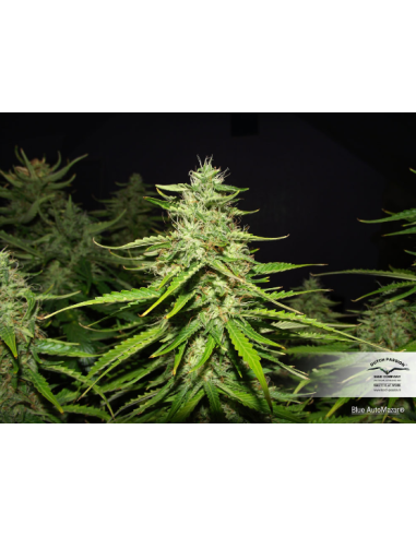 DUTCH PASSION - Blue Auto Mazar - 4