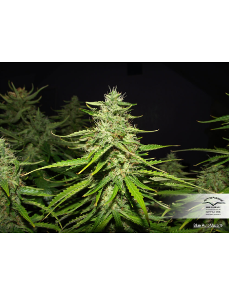 DUTCH PASSION - Blue Auto Mazar - 4