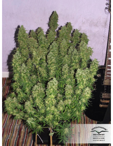 DUTCH PASSION - Blue Auto Mazar - 6