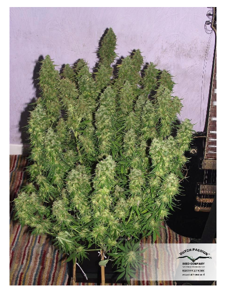 DUTCH PASSION - Blue Auto Mazar - 6