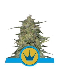 ROYAL QUEEN SEEDS - Royal Highness CBD - 1