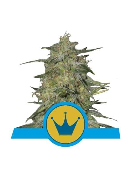 ROYAL QUEEN SEEDS - Royal Highness CBD - 1