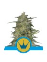 ROYAL QUEEN SEEDS - Royal Highness CBD - 1
