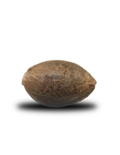 ROYAL QUEEN SEEDS - Royal Highness CBD - 1 2