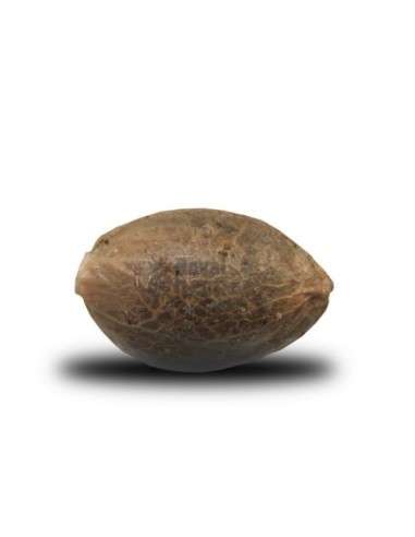 ROYAL QUEEN SEEDS - Royal Highness CBD - 2