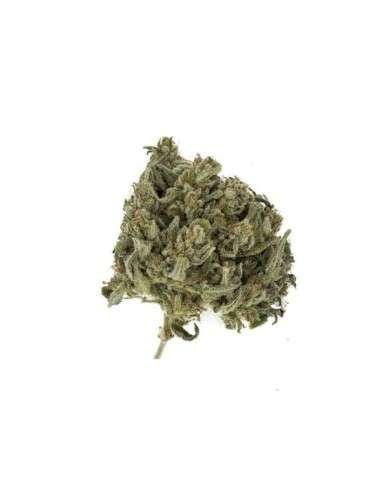 ROYAL QUEEN SEEDS - Royal Highness CBD - 3