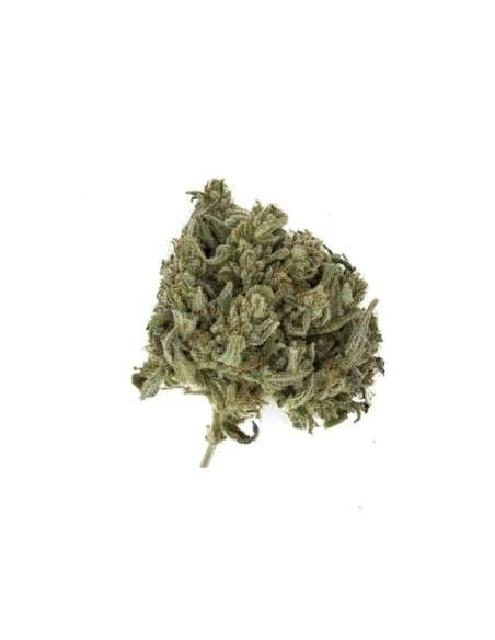 ROYAL QUEEN SEEDS - Royal Highness CBD - 3