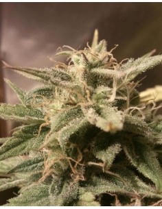FEMALE SEEDS - Auto Bubble - 1