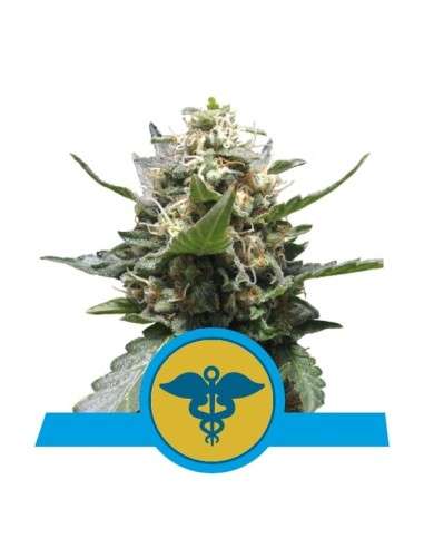 ROYAL QUEEN SEEDS - Royal Medic CBD - 1