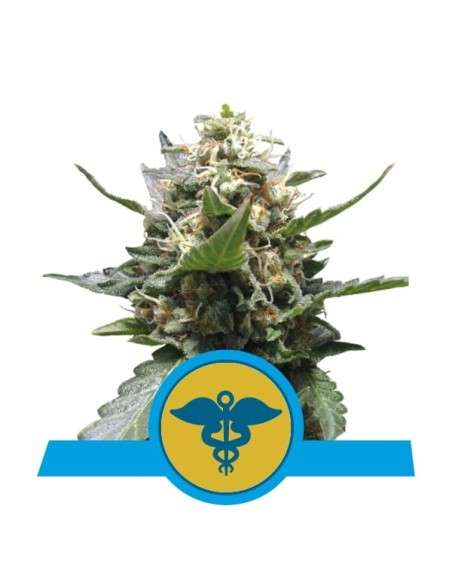 ROYAL QUEEN SEEDS - Royal Medic CBD - 1