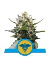ROYAL QUEEN SEEDS - Royal Medic CBD - 1