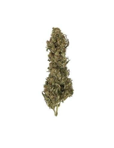 ROYAL QUEEN SEEDS - Royal Medic CBD - 2