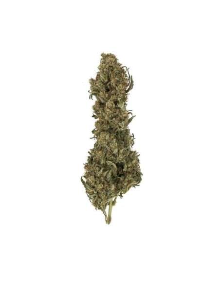 ROYAL QUEEN SEEDS - Royal Medic CBD - 2