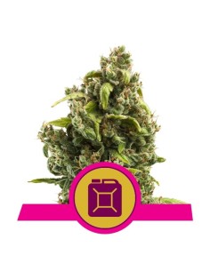 ROYAL QUEEN SEEDS - Sour Diesel - 1