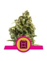 ROYAL QUEEN SEEDS - Sour Diesel - 1