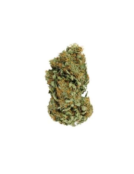 ROYAL QUEEN SEEDS - Sour Diesel - 2