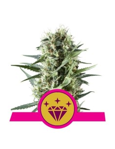 ROYAL QUEEN SEEDS - Special Kush - 1
