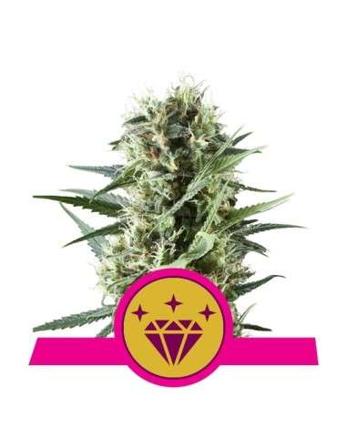 ROYAL QUEEN SEEDS - Special Kush - 1