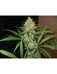 FEMALE SEEDS - Auto Bubble - 1 2