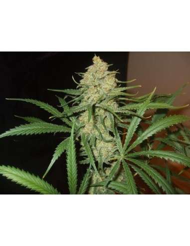 FEMALE SEEDS - Auto Bubble - 2