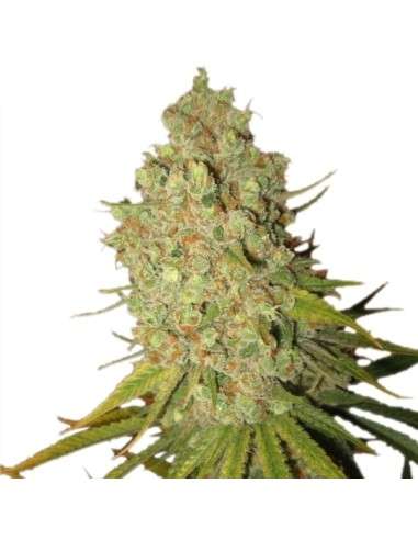 ROYAL QUEEN SEEDS - Special Kush - 5
