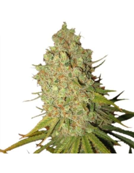 ROYAL QUEEN SEEDS - Special Kush - 5