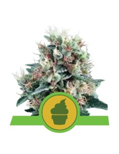 ROYAL QUEEN SEEDS - Royal Creamatic Automatic - 1
