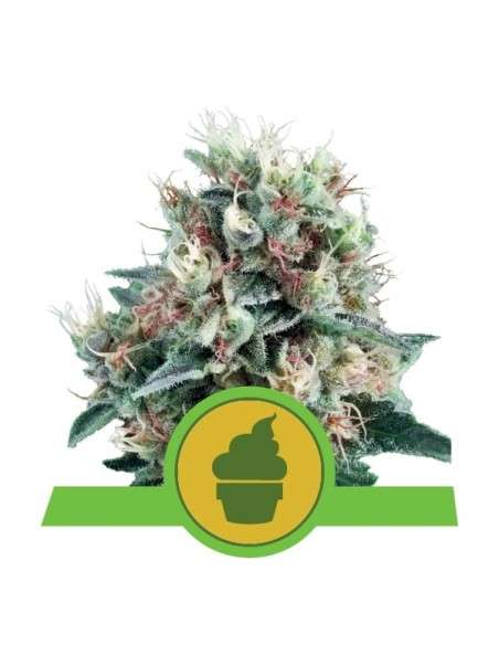 ROYAL QUEEN SEEDS - Royal Creamatic Automatic - 1