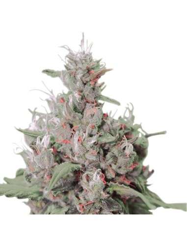 ROYAL QUEEN SEEDS - Royal Creamatic Automatic - 3