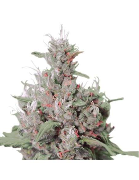 ROYAL QUEEN SEEDS - Royal Creamatic Automatic - 3